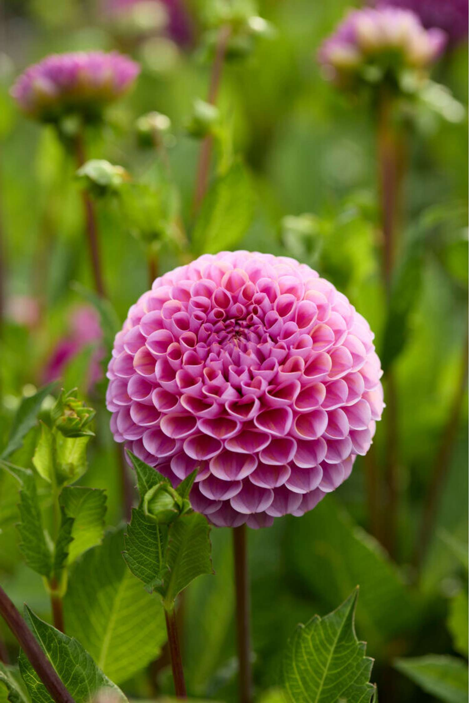 Dahlie 'Isabel'